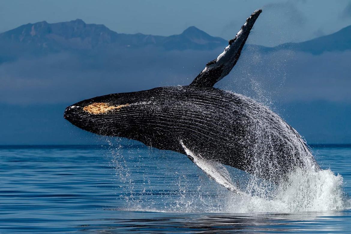 クジラに魅せられて Akiko Matsumoto 写真展
